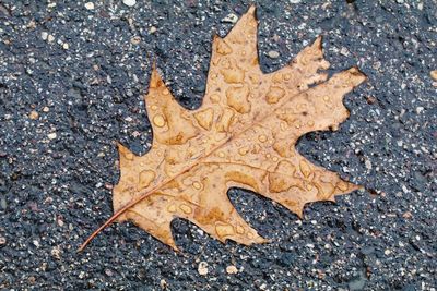 High angle view of dry leaf on road