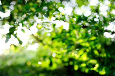 Full frame shot of wet tree leaves