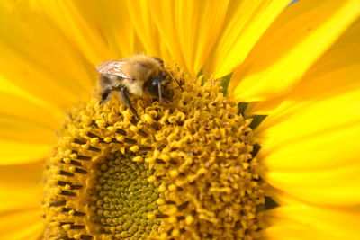 Close-up of bee pollinating on sunflower