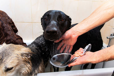 Midsection of woman with dog at home