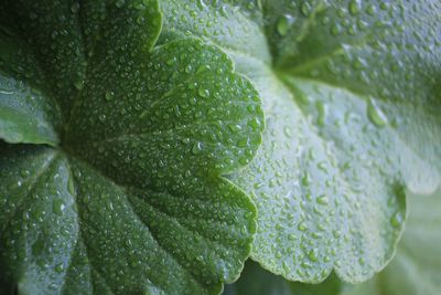 Close-up of raindrops on leaves