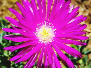 Close-up of purple flower