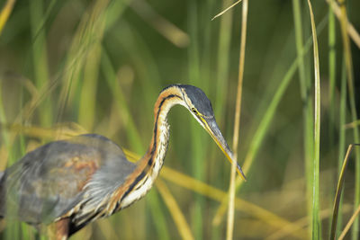 Close-up of a bird