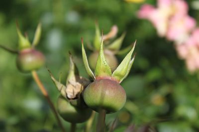 Close-up of plant