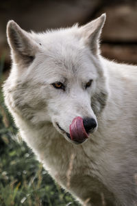 Close-up portrait of dog