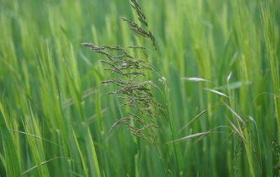 Close-up of stalks in field