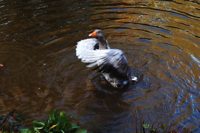 High angle view of duck swimming in lake