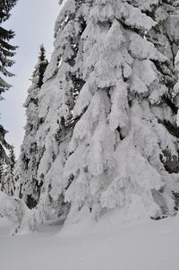 Close-up of snow covered landscape