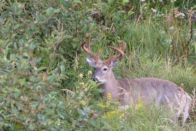 Portrait of deer