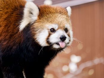Red panda sticking out tongue