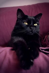 Close-up of black cat lying on sofa