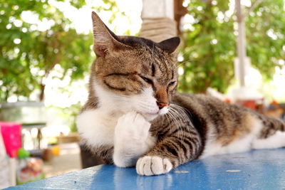 Close-up of a cat resting on table