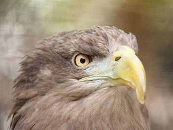 Close-up portrait of owl