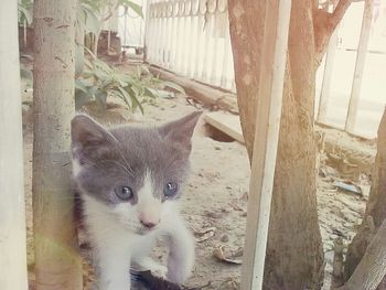 Portrait of cat