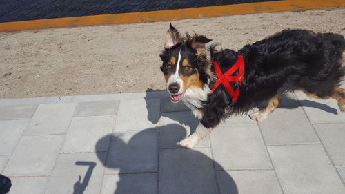 Dog standing on road