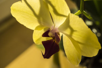 Close-up of yellow flower