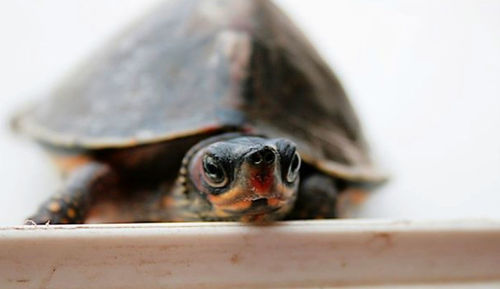 Close-up portrait of tortoise