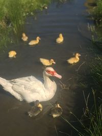 High angle view of bird in lake