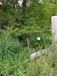 View of bird in forest