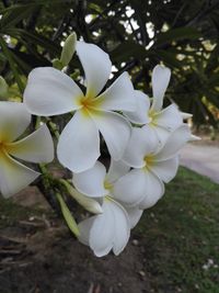 Close-up of white flowering plant in park