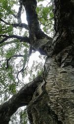 Low angle view of trees in forest