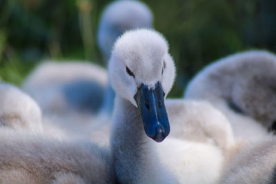 Close-up of swans cygnets 