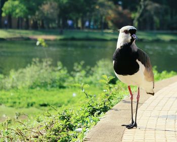 Bird perching on grass by lake