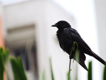 Close-up of bird perching on a plant