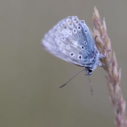 Close-up of butterfly pollinating flower