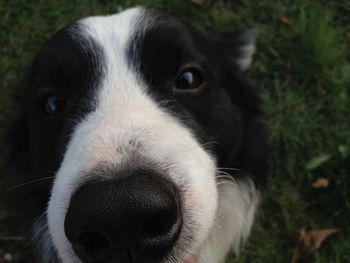 Close-up portrait of dog