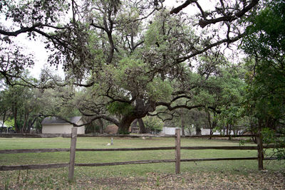 View of trees in park