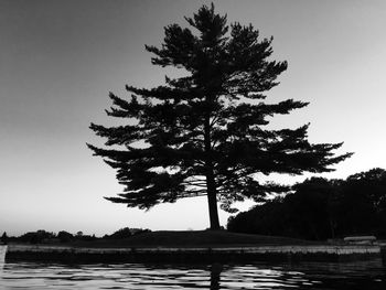 Reflection of trees in lake