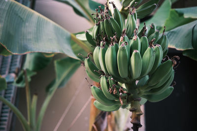 Close-up of banana tree with some fruits not yet ripe growing in the street the wall of a building
