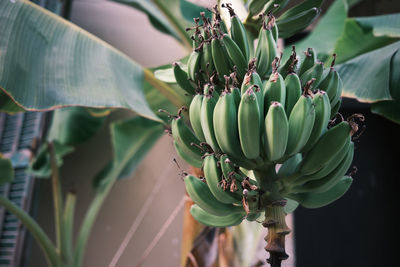 Close-up of banana tree