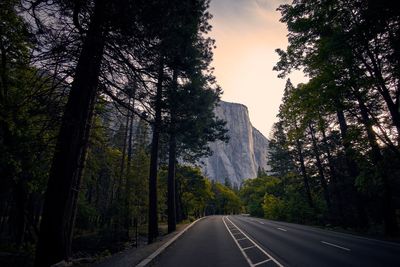 Diminishing perspective of empty road amidst trees in forest