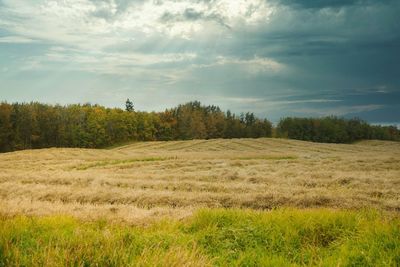 Scenic view of field against sky