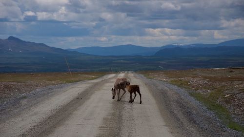 Dog on road against mountains