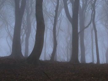 Trees in forest