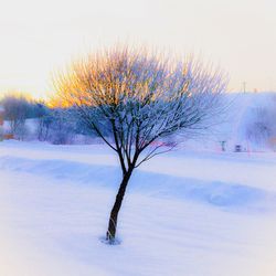 Bare trees on snow covered field