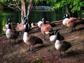 Ducks on lakeshore