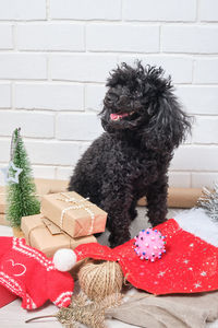 View of a dog sitting on tree