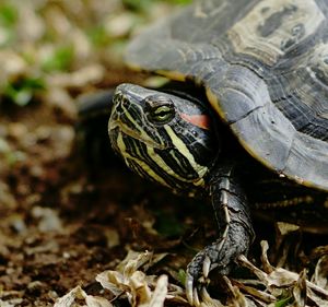 Close-up of tortoise on grass