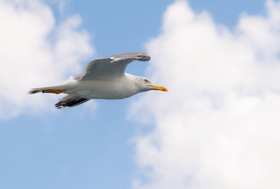 Low angle view of seagull flying