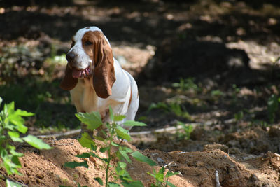 Dog looking away while sitting on land