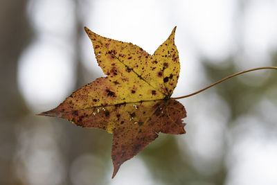Close-up of dry maple leaf against blurred background