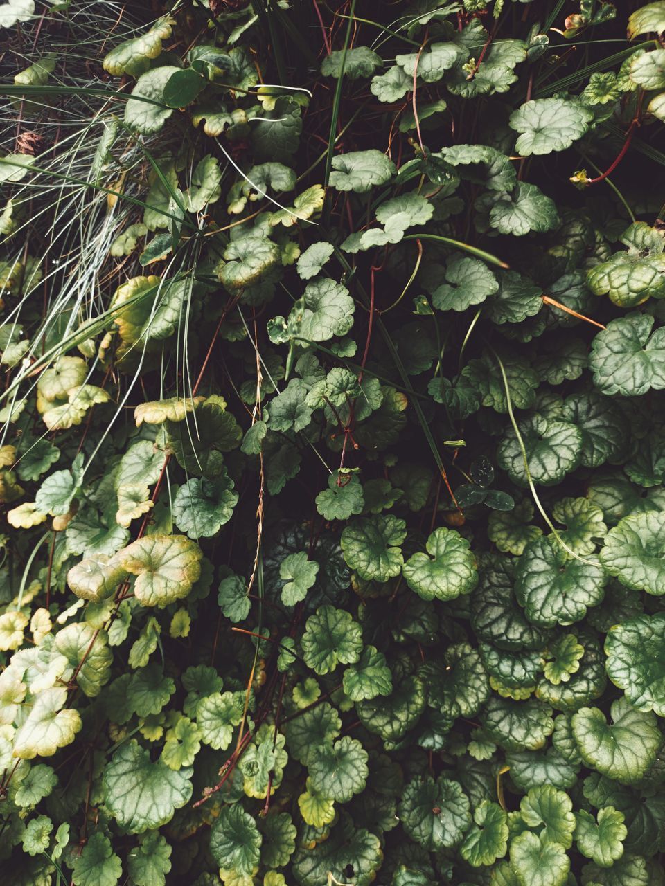 FULL FRAME SHOT OF FRESH GREEN PLANTS