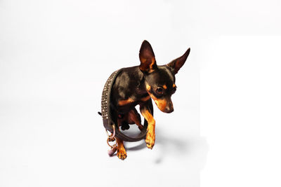 Portrait of dog over white background