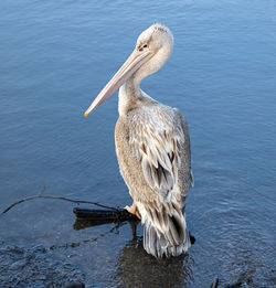 pelican