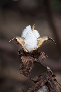 Close-up of dried plant