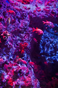 Close-up of fish swimming underwater